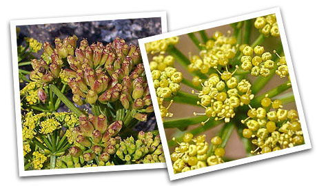 Imágenes de la flor de la lechuga de mar