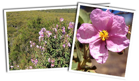 Flores de magante