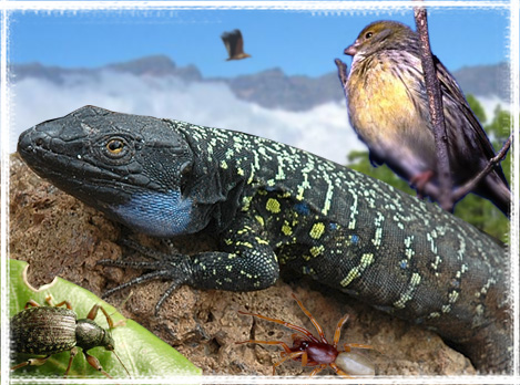 Reptiles, aves e insectos de Canarias