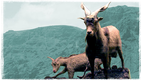 Cabras disecadas, expuestas en El Museo Canario