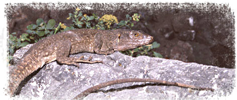 Lagarto moteado canario