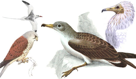 Diversas especies de aves marinas y rapaces