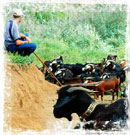 Pastor con sus cabras