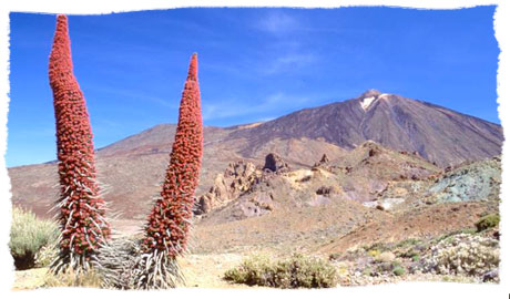 Taginastes en Las Caadas, con El Teide al fondo