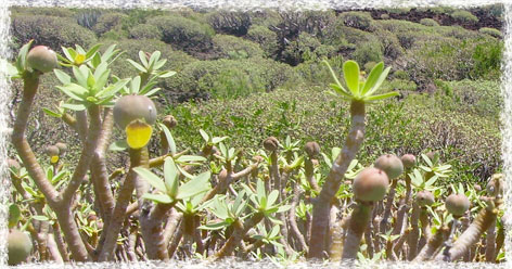 Hojas de la tabaiba dulce