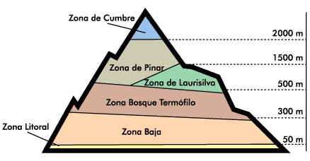 Esquema de los diferentes pisos de vegetaci�n presentes en Canarias, de arriba abajo: Cumbre, Pinar, Laurisilva, Bosque Term�filo, Zona Baja y Litoral