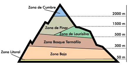 Esquema de los diferentes pisos de vegetacin presentes en Canarias, de arriba abajo: Cumbre, Pinar, Laurisilva, Bosque Termfilo, Zona Baja y Litoral