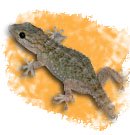 Perenquén